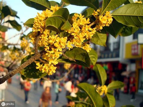 桂花好種嗎|【桂花好種嗎】桂花好種嗎？手把手教你打造香飄萬裏的桂花庭園。